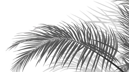 Obraz premium Soft, pale gray shadows of palm fronds overlay a white background.