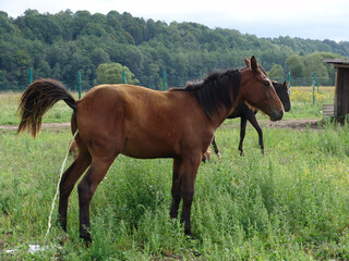  Brown horses graze in a lush green field under an overcast sky.