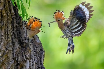 great spotted woodpecker