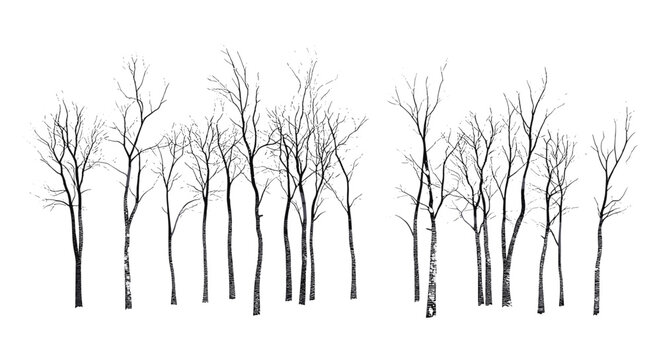 Engraving Style Birch Tree, snow theme, Arctic Woodland, forest silhouette, black tree, nature design, winter scene, cold weather, vector illustration, natural environment.