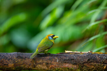 Red-headed barbet on tree branch