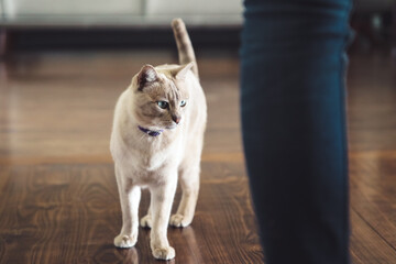 White cat with green eyes standing behind person's leg on wooden floorboards