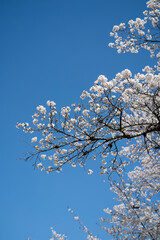 青空と桜