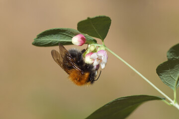 Tree bumblebee or new garden bumblebee (Bombus hypnorum) on flowers of Common Snowberry...