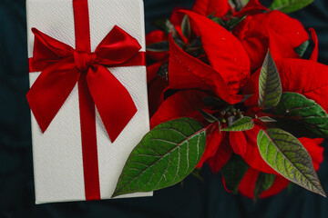 Red poinsettia and gift boxes on blue background.Christmas gifts. Christmas traditions and customs....