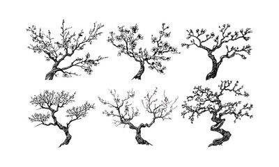 Blossoming Plum Tree Silhouettes, curved branch art, vintage nature vector illustration, engraved flower canopy, oriental spring theme, floral design, botanical clipart, elegant nature.