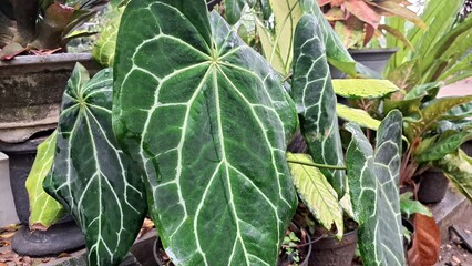 Vibrant Anthurium Crystallinum 'Mini Elephant Ear' in Bloom: A Lush Tropical Garden Gem with Exotic Close-up Detail in Summer Sunlight.