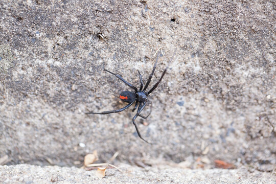 Redback Spider in the backyard