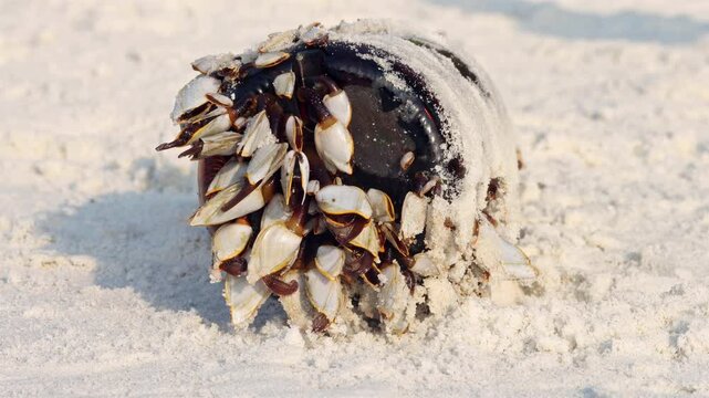 Colony of the pelagic gooseneck barnacle - Lepas anatifera, on the sea beach, close up