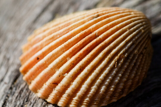 Shell on wooden log