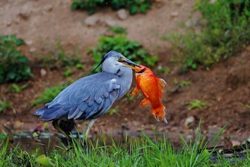 great blue heron ardea cinerea