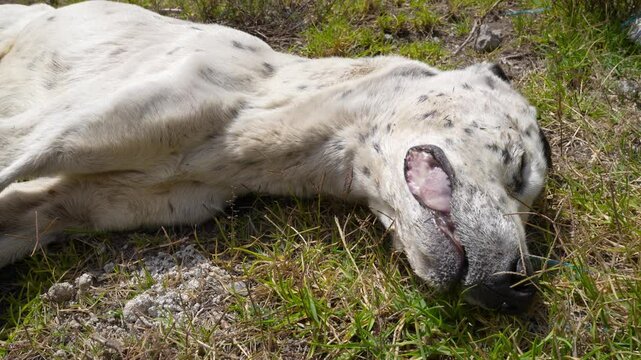 Dead dog carcass face detail in Ecuador