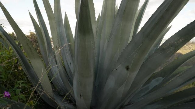 Majestic American Agave Plant on a Hillside. Maguey.