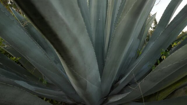 Observing a Large Agave Americana Plant