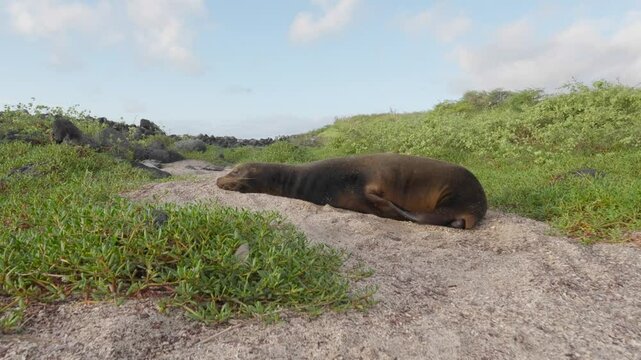 Galapagos sea lion resting at Punta Carola beach
