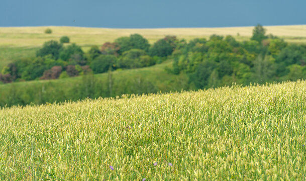  Summer photo. Wheat a cereal plant that is the most important kind grown in temperate countries, the grain of which is ground to make flour for bread, pasta, pastry, etc ..