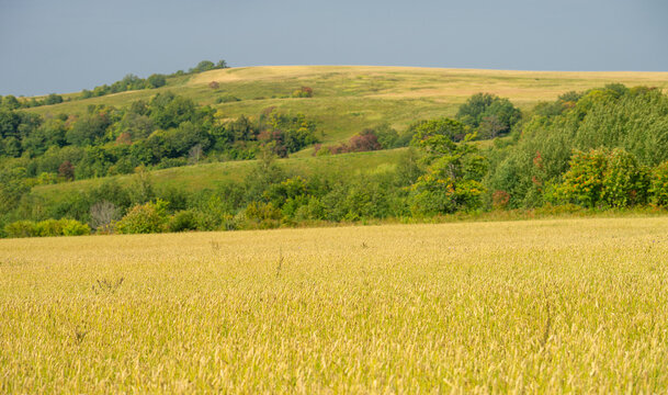  Summer photo. Wheat a cereal plant that is the most important kind grown in temperate countries, the grain of which is ground to make flour for bread, pasta, pastry, etc ..