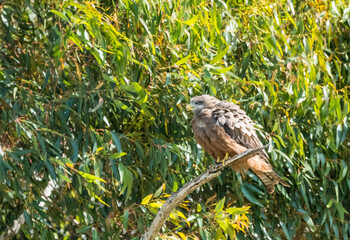 adult Yellow billed Kite bird (Milvus aegyptius) perched on a branch in a tree with ruffled feathers or plumage in the wild Western Cape, South Africa concept bird of prey or raptor