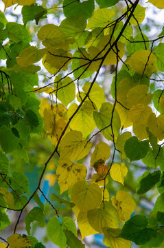 Autumn photography, leaves in the fall, At this time of the year the trees seem to come to life, breaking from orange, red and copper flowers