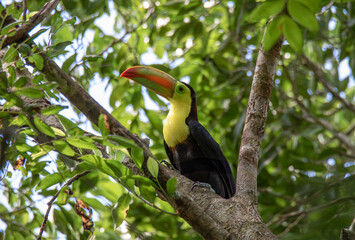 Close up of colorful toucan bird perched in a tree surrounded by green exotic vegetation in the Yucatan peninsula 