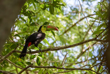 Fototapeta premium Colorful toucan bird perched in the shade of the tropical forest of Mexico with blurry background on a sunny afternoon in calakmul national park 