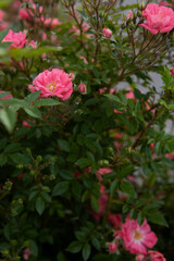 Natural background with blooming roses flowers in green bush