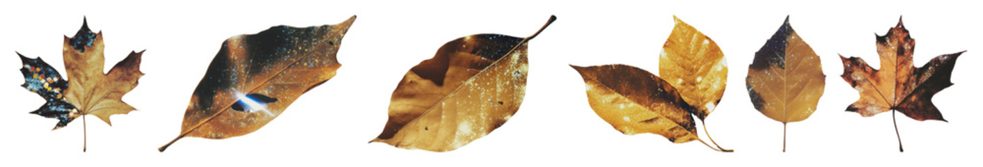PNG Golden autumn leaves collection, element set on transparent background