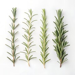 Fototapeta premium Fresh Rosemary Sprigs Culinary Herb Collection Cooking Ingredient Aromatic Plant Food Photography