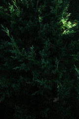 Dark Green natural background evergreen branches in forest