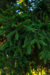 Green natural background evergreen branches in forest
