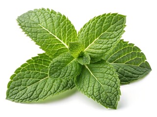 fresh mint leaves