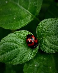 ladybug on leaf