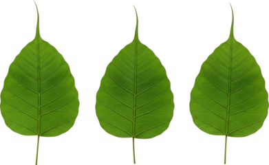 Bodhi Leaves Arrangement