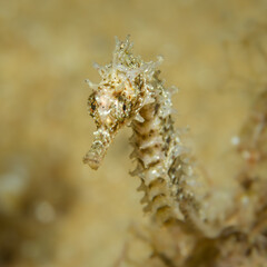 langschnäuziges Seepferdchen, Unterwasserfoto, Costa Brava, Spanien, Mittelmeer, Hippocampus guttulatus