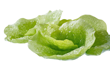 Fresh, vibrant green leaves, like a flower