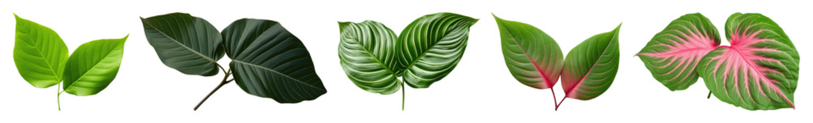 PNG Vibrant tropical leaves collection, element set on transparent background