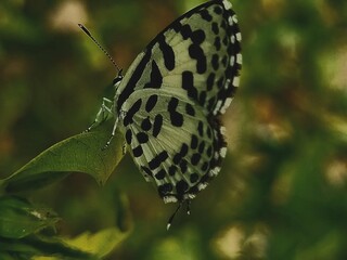 butterfly on leaf