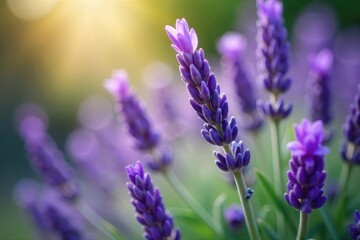 Obraz premium Close-up of a bouquet of lavender, its delicate purple flowers releasing a calming, mellow aroma The image evokes serenity and tranquility , scent, close up, texture