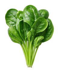 A vibrant bunch of fresh spinach with water droplets sits against a pristine white backdrop showcasing its lush green leaves and highlighting its wholesome appeal.