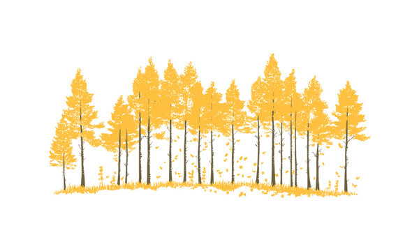 Crisp Autumn Aspen Tree Silhouettes, golden foliage scene, engraved leaf fall trees, mountain forest, natural parkland clipart, vector illustration, scenic landscape, seasonal nature design.