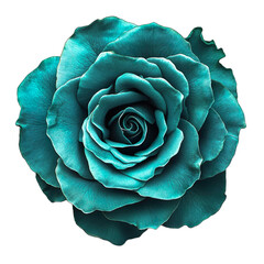 Top view of simple & minimalistic, single colour, ultra high quality, close-up, teal dyed rose, curled petals, surreal hue isolated on tranparent background