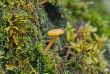 Mushroom in the mossy forests of Eugene, Oregon
