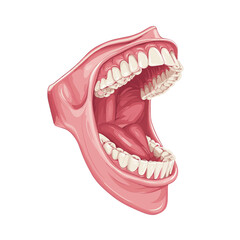 Naklejka premium Open Mouth Anatomy Illustration Showing Teeth and Tongue in Pink and White Color Scheme on White Background