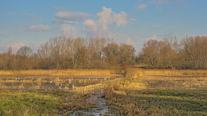  Sunny marsh landscape with golden reed and bare winter trees in Bourgoyen nature reserve, Ghent, Flanders, Belgium
