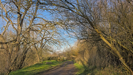 Hiking trail through a sunny marsh landscape in the flemish countryside. Bourgoyen nature reserve, Ghent, Belgium