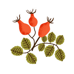 Design a wild rosehip and elderberry. Isolated rosehip vector illustration on white background. For celebration prints, scrapbooking, home decor, paper crafts, invitation design, textile