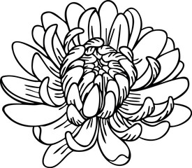 Chrysanthemum flower line art. Hand drawn vector illustration
