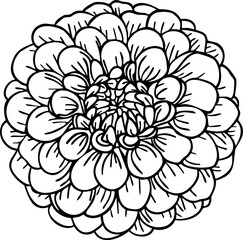 Zinnia flower line art. Hand drawn vector illustration