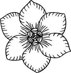 Forget me not flower line art. Hand drawn vector illustration