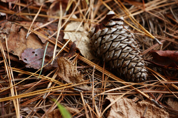 Pinecone on the Floor